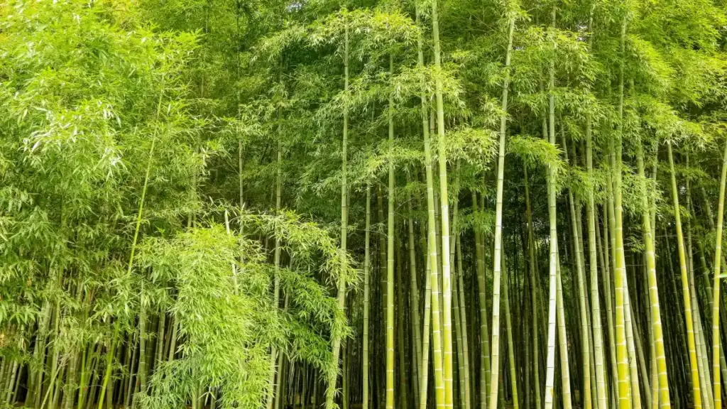 Guide pragmatique pou Ivoiriens: où choper créateurs Clubhouse Arménie, comment lancer challenges sponsorisés, contacts et risques.