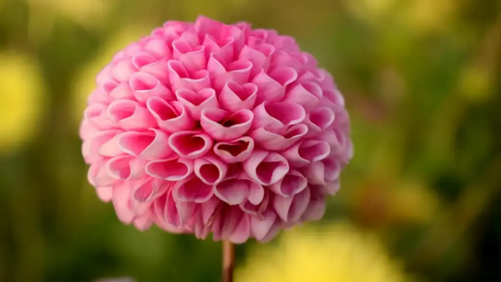 Guide pratique pour annonceurs en Côte d'Ivoire: comment repérer créateurs Twitter en Équateur pour product seeding auprès de beauty bloggers, avec méthodes, risques et tactiques locales.