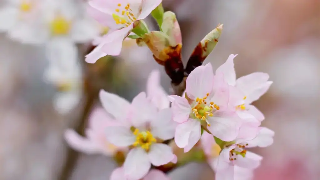 Guide pratique pou an annonceur an Côte d'Ivoire: kobɛla fɛ ka sɔrɔba Kazakhstan Discord creators ni micro‑influencers, plus taktiks lokal, risikos, ni outils.