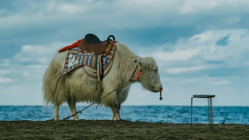 Telegram la brandi Boliviyaw ka taga, ka short video sɛbɛ. A fɔ ka ye: outreach, pitch, privacy, ni trend 2026.