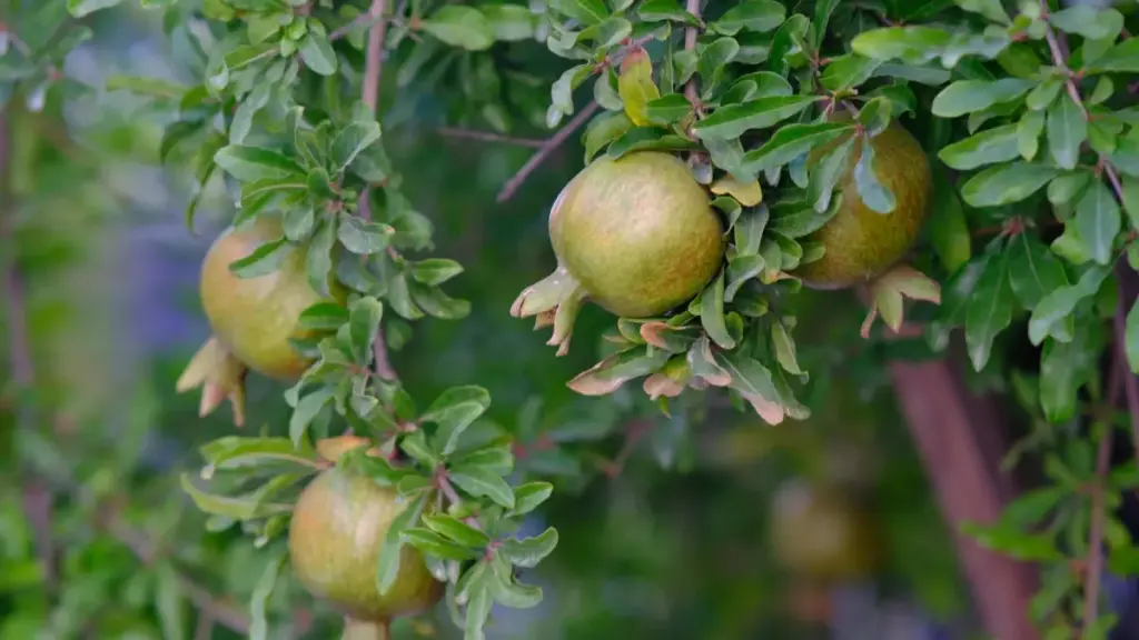 Sɛ wɔnɛ creator yi ta ka product bɛn a n ye, a ka visibility kɛ. N bɛ di ka tìmani, platform, nɛ strategy yera tɛ dyu dɔ.