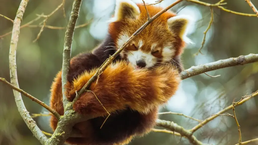 Gade kijan pou jwenn créateur Uruguay sou Viber, byen mezire engagement, epi monte kampay ki pa fè bri pou nole—men ki pote rezilta vrè.